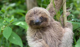 Sloths wildlife tour and volcano