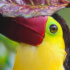 Sloths tour (nature habitat) and wild life