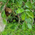 Sloths wildlife tour and volcano