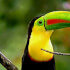 Sloths tour (nature habitat) and wild life