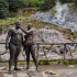 Sloths wildlife tour and volcano
