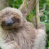 Sloths tour (nature habitat) and wild life