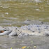 Palo verde national park