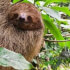 Sloths wildlife tour and volcano