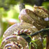 Sloths tour (nature habitat) and wild life