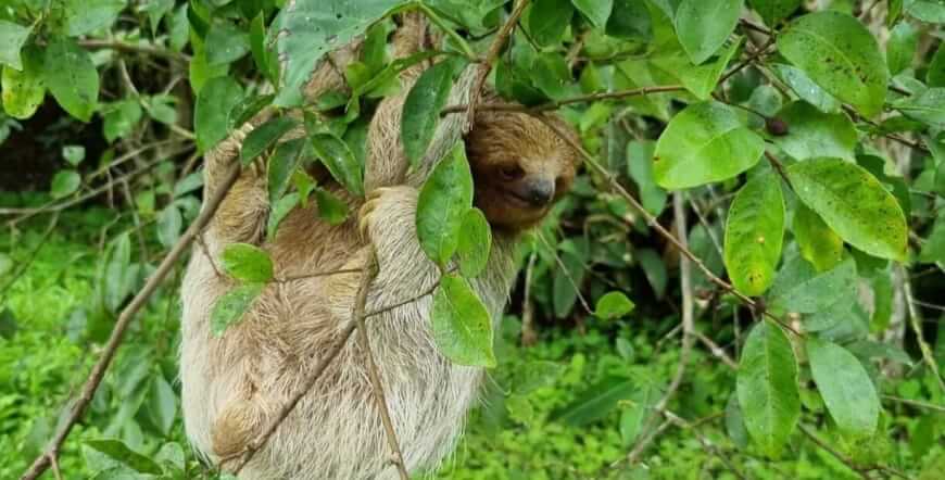 Sloths wildlife tour and volcano