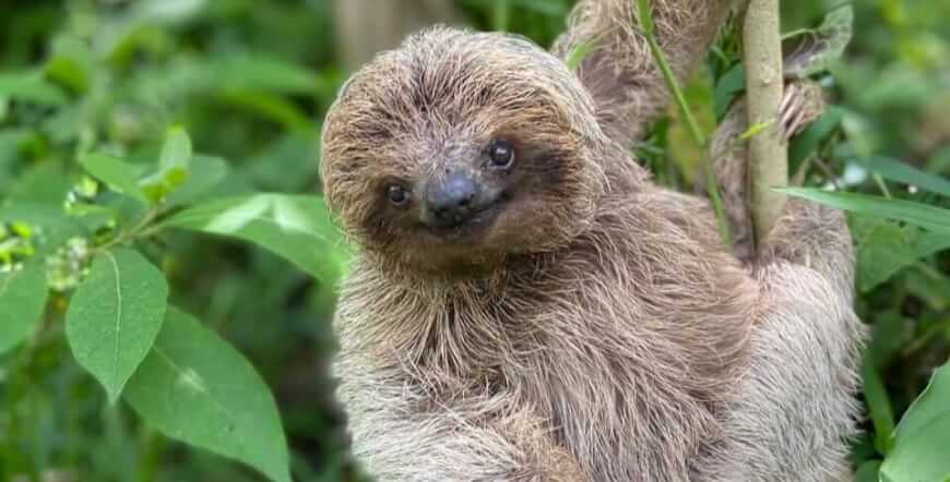 Sloths tour (nature habitat) and wild life