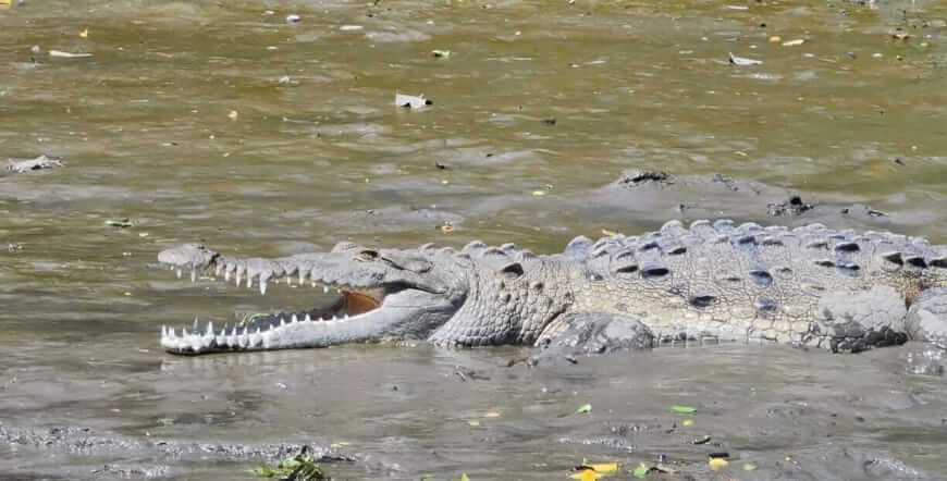 Palo verde national park