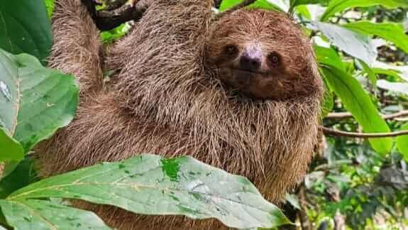 Sloths wildlife tour and volcano