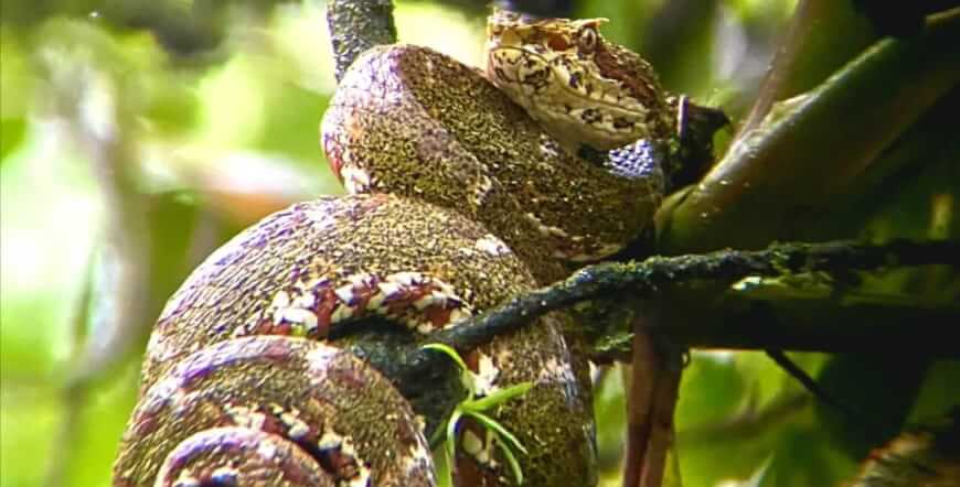 Sloths tour (nature habitat) and wild life